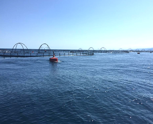 Gerze Belediyesi’nden balık kafeslerine itiraz geldi