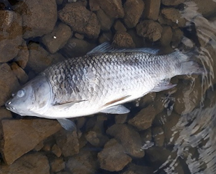 Nevşehir Yalıntaş Göleti’nde toplu balık ölümleri yaşanıyor