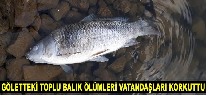 Nevşehir Yalıntaş Göleti’nde toplu balık ölümleri yaşanıyor