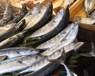 Palamut, balıkçının da vatandaşın da yüzünü güldürüyor