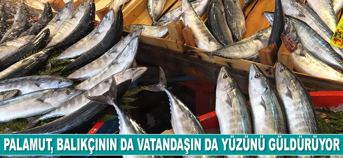 Palamut, balıkçının da vatandaşın da yüzünü güldürüyor