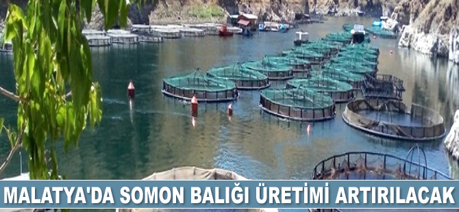 Malatya'da somon balığı üretimi artırılacak