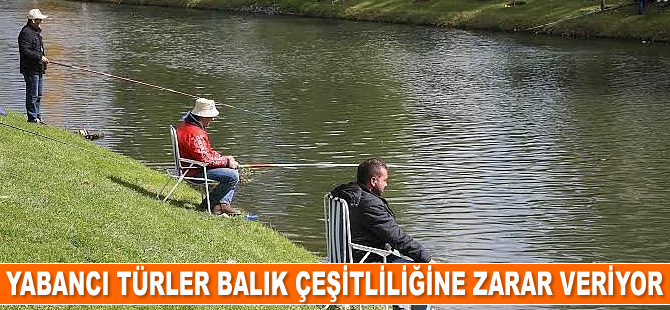 Yabancı türler balık çeşitliliğine zarar veriyor