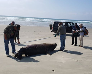 Meksika'da kıyıya vuran 137 deniz aslanı ölüsü bulundu