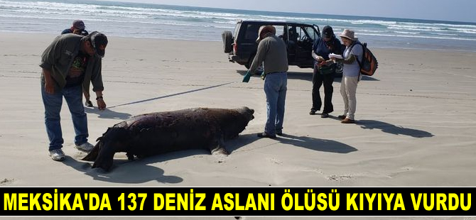 Meksika'da kıyıya vuran 137 deniz aslanı ölüsü bulundu