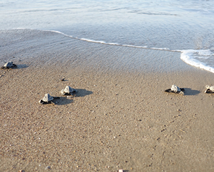 Belek’te caretta caretta yuvasında rekor kırıldı