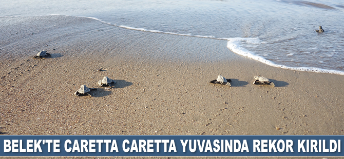 Belek’te caretta caretta yuvasında rekor kırıldı