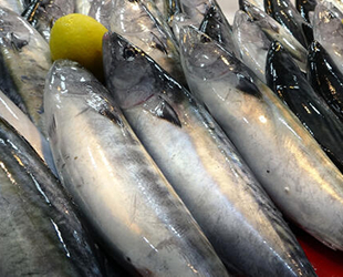 İstanbullu balıkçılar yeni sezonda balık bolluğu bekliyor