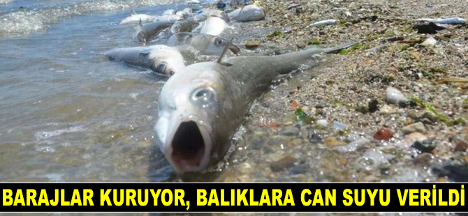 Barajlar kuruyor, balıklara can suyu verildi