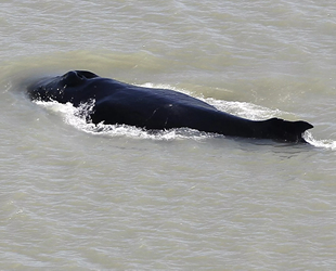 Avustralya'da dev balinalar yanlışlıkla timsahlarla dolu nehre girdi