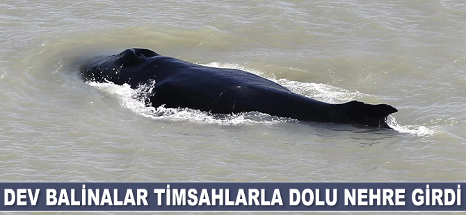 Avustralya'da dev balinalar yanlışlıkla timsahlarla dolu nehre girdi
