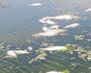 Sultan Sazlığı'ndaki balık ölümleri korkuttu