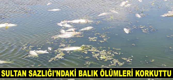 Sultan Sazlığı'ndaki balık ölümleri korkuttu