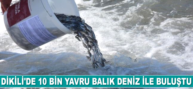 Dikili’de 10 bin yavru balıklar denizle buluştu