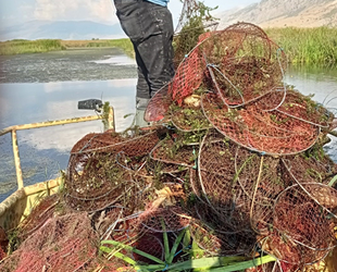 Afyonkarahisar’da kaçak avlanan 4 bin kerevit göle geri salındı