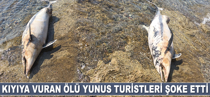 Bodrum’da kıyıya yunus ölüsü vurdu