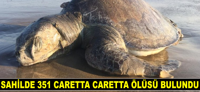Meksika sahillerinde 351 caretta caretta ölüsü bulundu