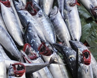 Balık tezgahlarında palamut bolluğu yaşanıyor