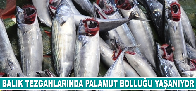 Balık tezgahlarında palamut bolluğu yaşanıyor
