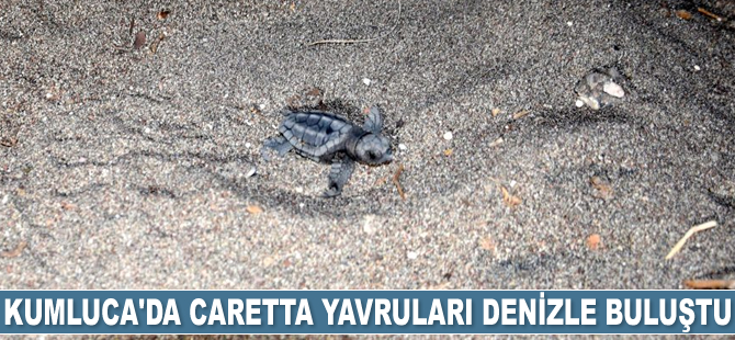 Kumluca'da caretta caretta yavruları denizle buluştu