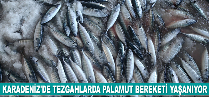 Karadeniz’de palamut bereketi yaşanıyor