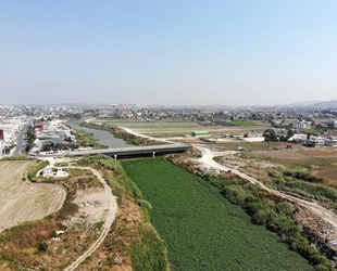 Su sümbülleri, Asi Nehri'ni yeniden istila etti