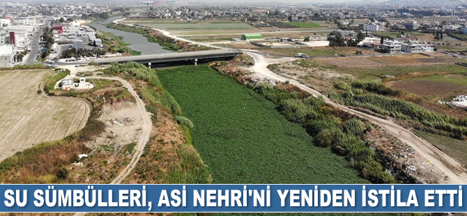 Su sümbülleri, Asi Nehri'ni yeniden istila etti