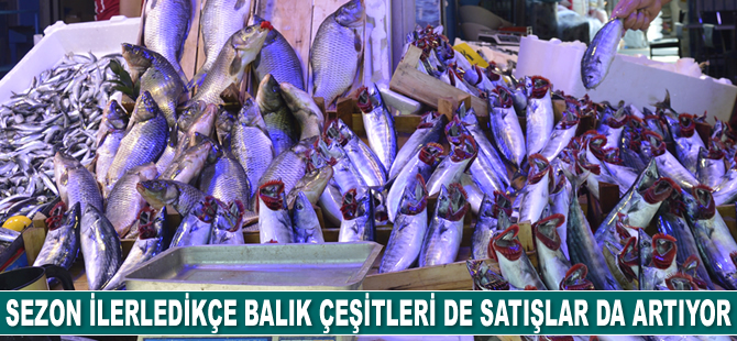 Sezon ilerledikçe balık çeşitleri de satışlar da artıyor