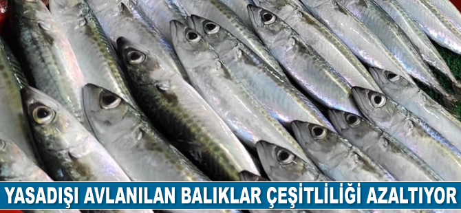 Yasadışı avlanma balık çeşitliliğini azalttı