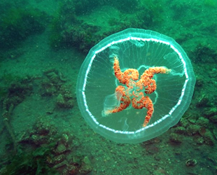 Ay denizanası için ‘değdiğinde yakar' uyarısında bulunuldu