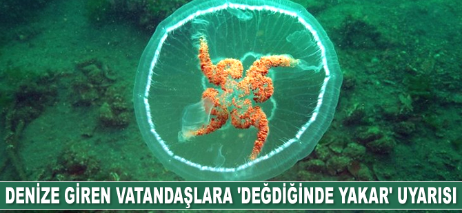 Ay denizanası için ‘değdiğinde yakar' uyarısında bulunuldu
