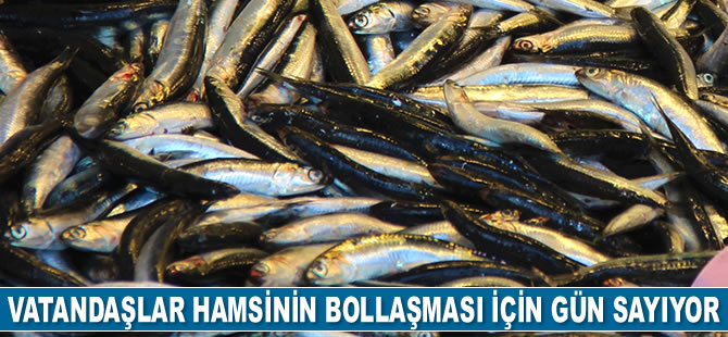Vatandaşlar tezgahlarda hamsinin bollaşması için gün sayıyor