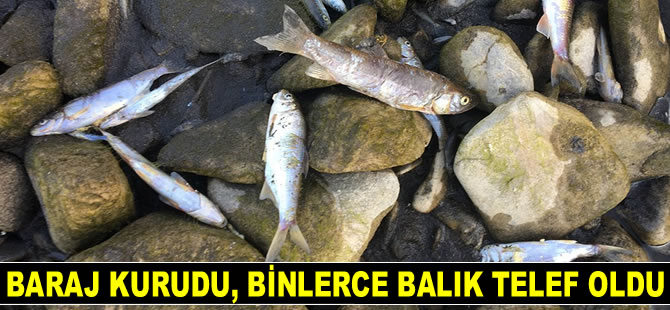 Gökırmak’ta binlerce balık telef oldu