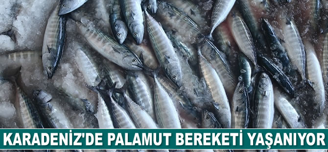 Karadeniz’de palamut bereketi yaşanıyor