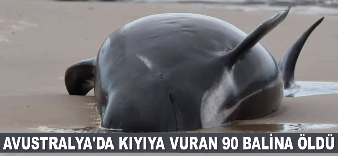 Avustralya'da kıyıya vuran 90 balina öldü