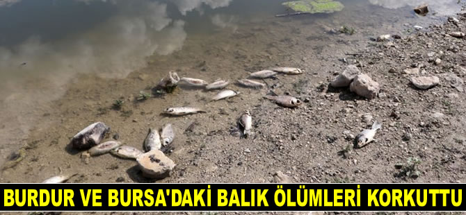 Burdur ve Bursa'daki balık ölümleri korkuttu