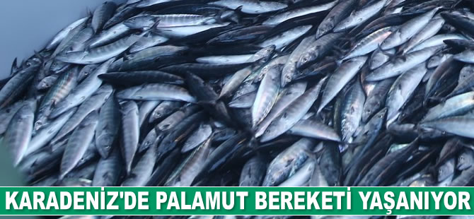 Karadeniz'de palamut bereketi yaşanıyor