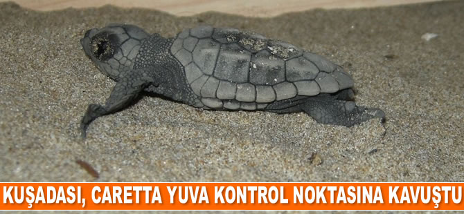Kuşadası, caretta caretta yavruları için yuva kontrol noktasına kavuştu