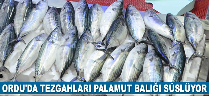 Ordu’da tezgahları palamut balığı süslüyor
