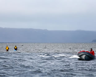 Avustralya, kıyıya vuran ölü balinaları imha edecek