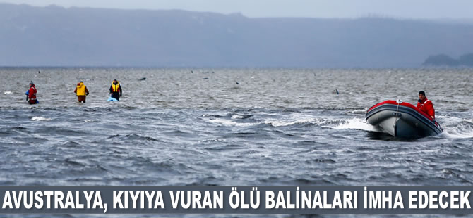 Avustralya, kıyıya vuran ölü balinaları imha edecek