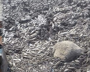 Balçıklaşan gölde binlerce balık telef oldu