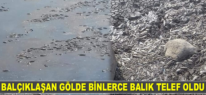 Balçıklaşan gölde binlerce balık telef oldu