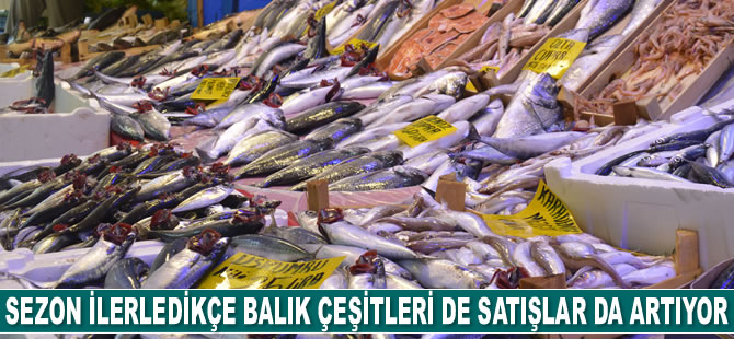 Sezon ilerledikçe balık çeşitleri de satışlar da artıyor