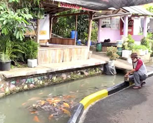 Endonezya'da kanalizasyonda balık üretimi yapılıyor