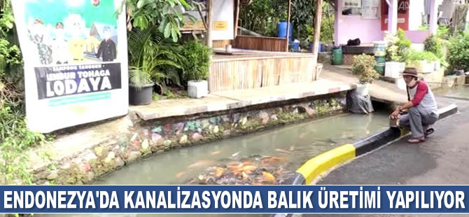 Endonezya'da kanalizasyonda balık üretimi yapılıyor