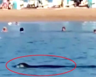 Akdeniz foku, Antalya'da turistlerle yüzdü