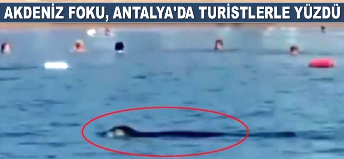 Akdeniz foku, Antalya'da turistlerle yüzdü