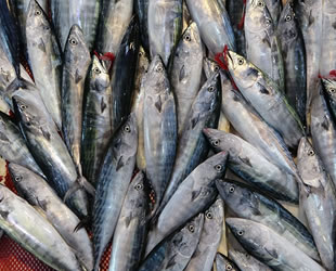 Karadeniz'deki palamut bereketi balık fiyatlarını düşürdü