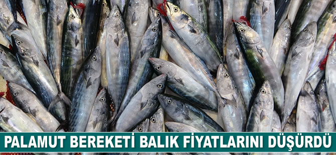 Karadeniz'deki palamut bereketi balık fiyatlarını düşürdü